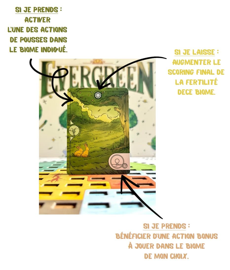 Couverture de l'article : [Evergreen] : Photos et synthèse