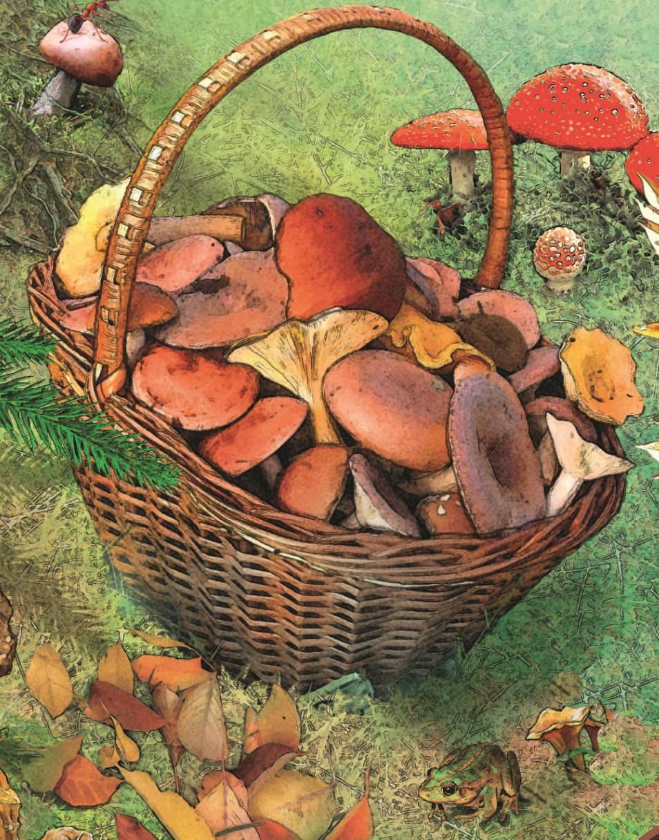Fungi, des bolets, du beurre et du cidre