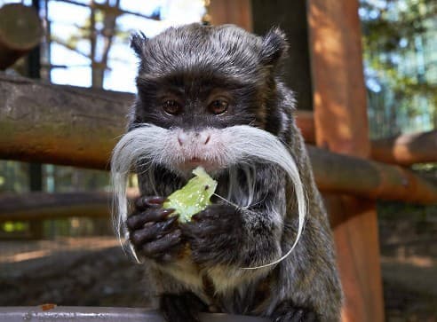 Photo de Saguinus Imperator