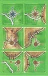 Boîte du jeu : Carcassonne : Rose des vents