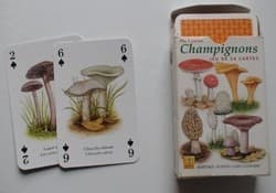 Couverture de Champignons