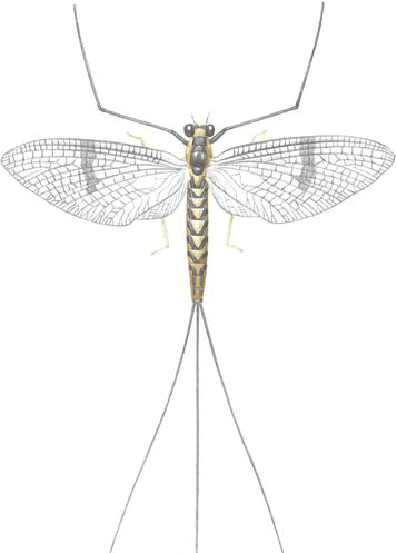 Boîte du jeu : Mayfly